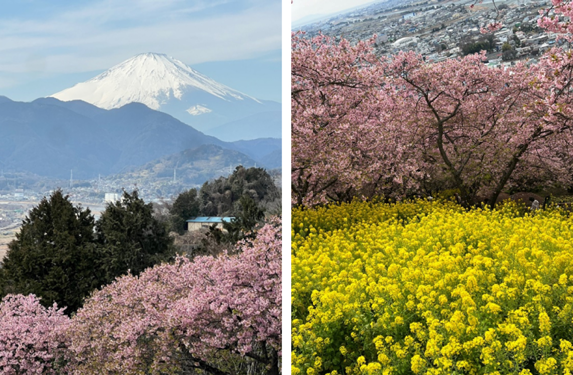 神奈川県の松田の富士山と桜