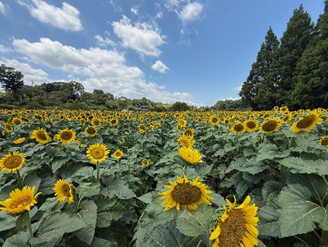 柏市「あけぼの山農業公園」のひまわり